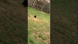 Labrador Husky Puppies Videos