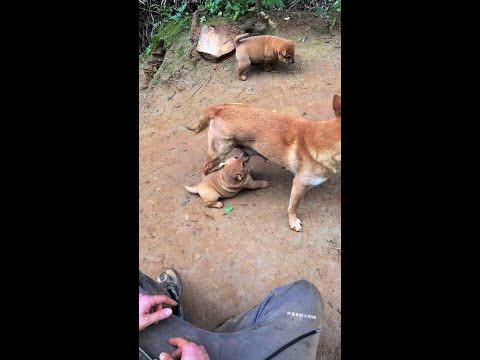 If you don’t play, you will grow up. Chinese Pastoral Dog puppy.