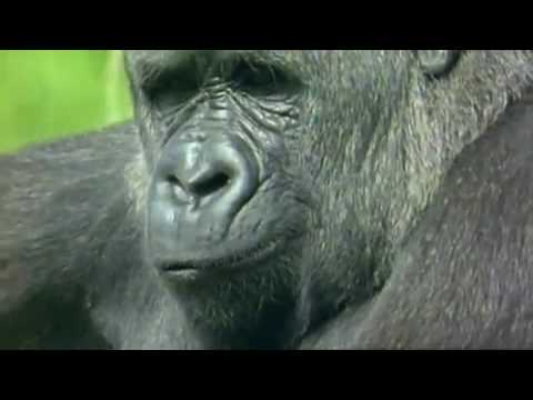 download lagu mp3 mp4 Gorilla Fart, download mp3 Gorilla Fart free download mp3, download mp3 Gorilla Fart