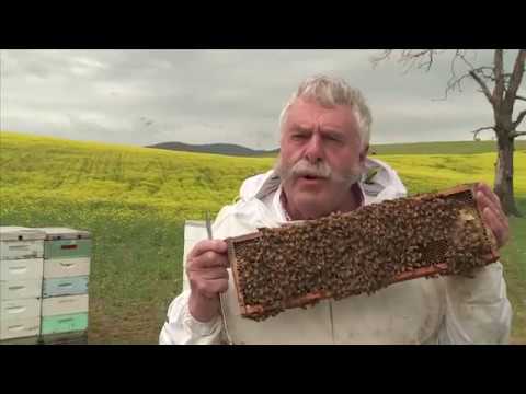 download lagu mp3 mp4 Tasmanian Honey Online, download lagu Tasmanian Honey Online gratis, unduh video klip Tasmanian Honey Online