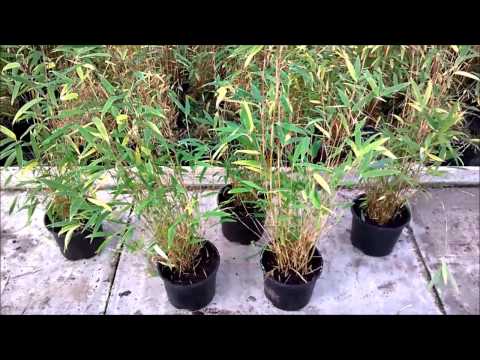 Fargesia nitida 'Great Wall' 2L