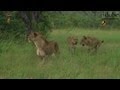 LIONS: Following The Pride 6: Catching An Impala In A Storm