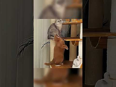 Este Gato No Podra Tener Hijos 💀