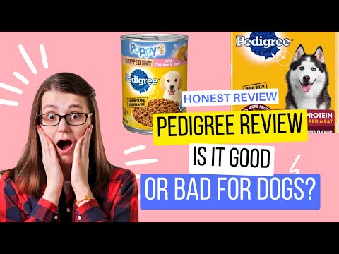 The Pedigree Dog Food Review: Is It Good Or Bad For Dogs?