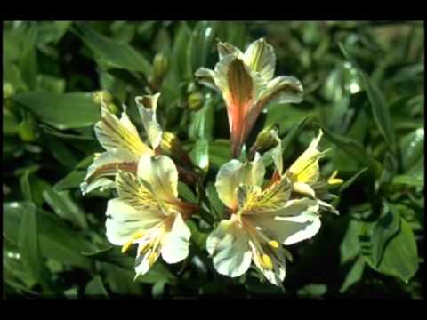 GRANDE E' IL SIGNORE.wmv