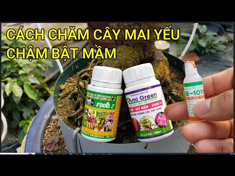 🔴 QBS23410 - CÁCH CHĂM CÂY MAI YẾU MIỀN BẮC | CHĂM SÓC MAI VÀNG MIỀN BẮC NỞ HOA ĐÚNG DỊP TẾT