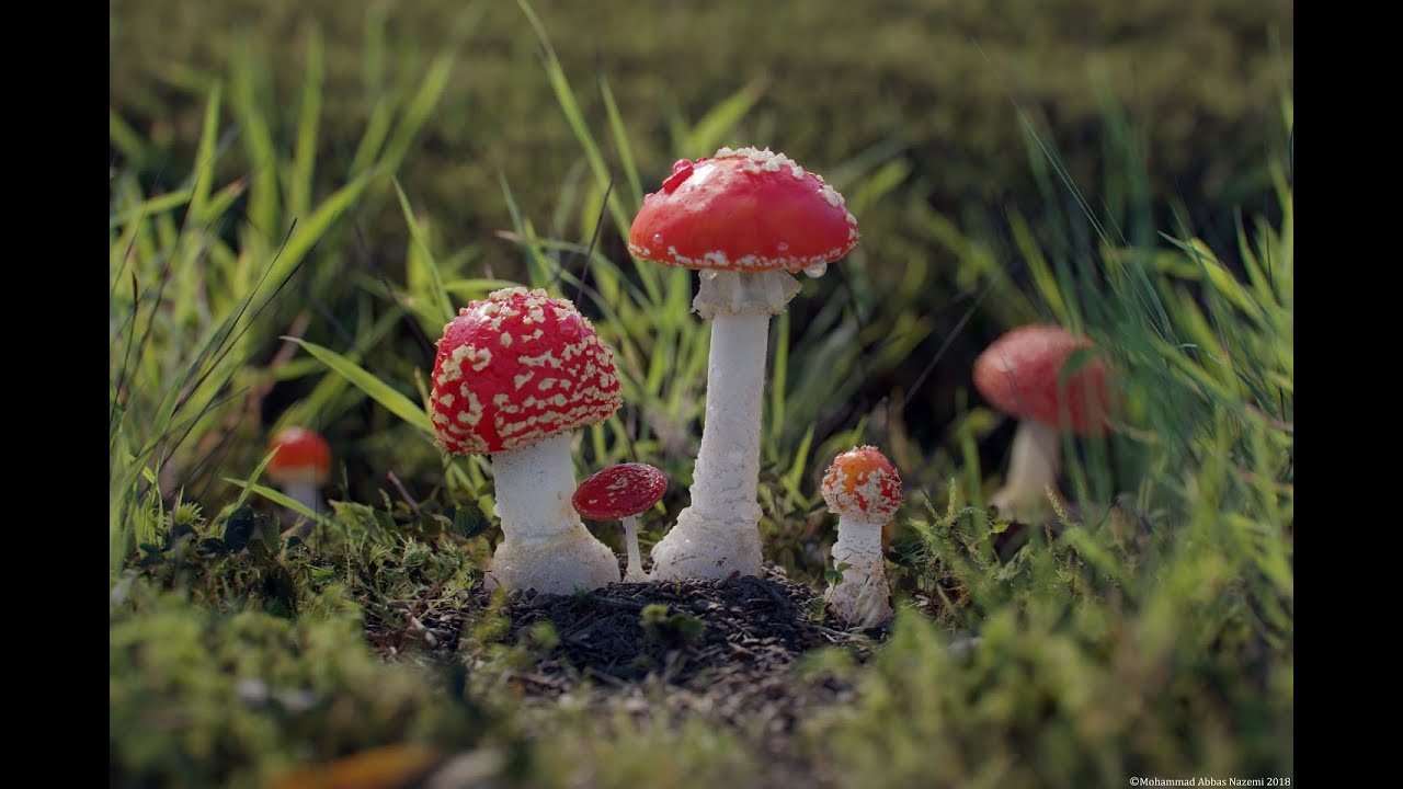 Corona Render (Breakdown)