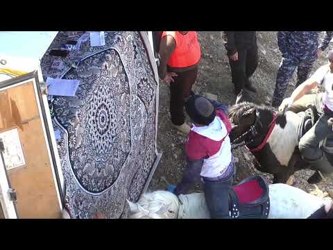 BEGZOD POLVON JIZZAX KENTEKS AZIZ HOJI AKANING BEK LAQABLI OTIDA ZOMIN OQTOSH 31.03.2022-YIL