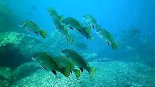 preview picture of video 'Corvine e cernie nel mare di Portofino'