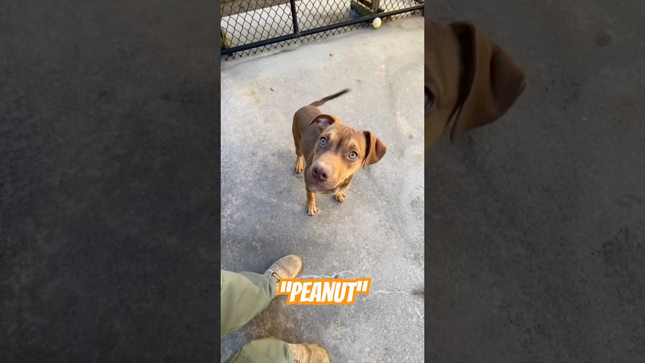 Enlarge Peanut #21532, an adopted Mixed Breed in Monroe, GA video 3/3