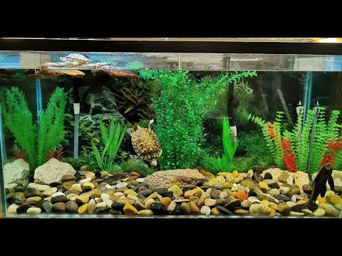 Turtle tank setup (90 gallon)