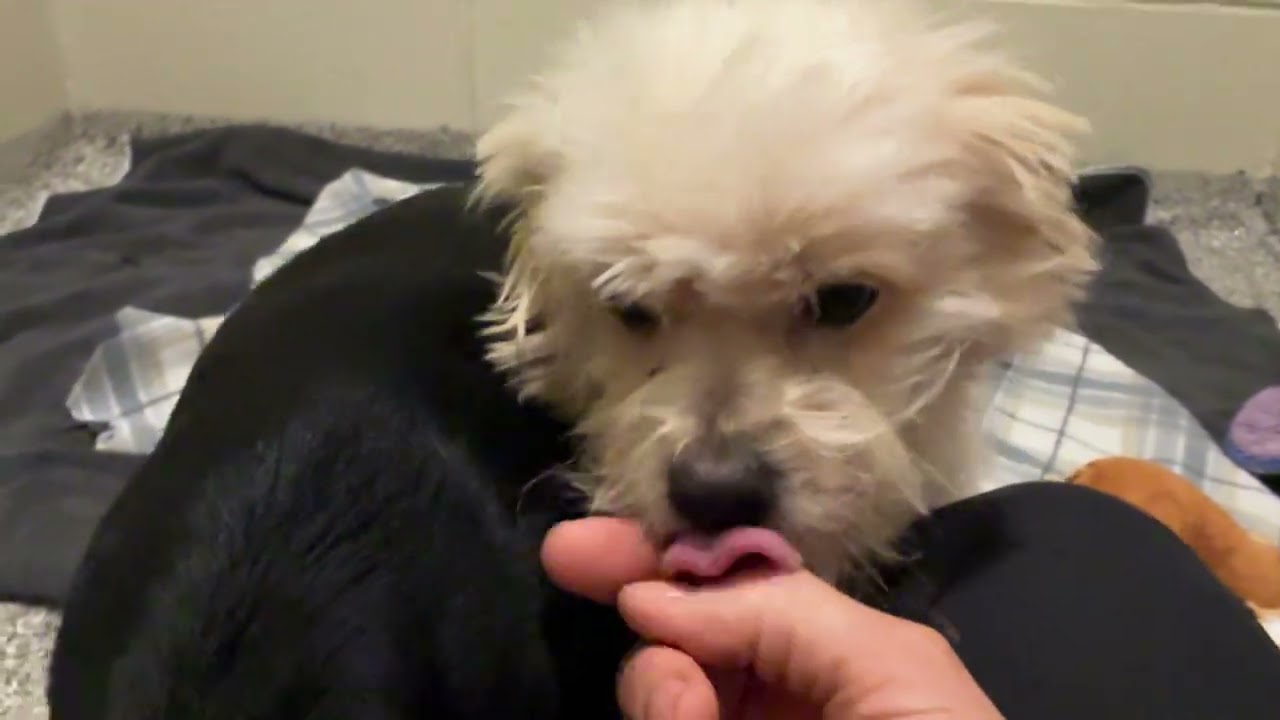 Enlarge Mino - tiny friendly boy, a Adoptable Chihuahua in San Antonio, TX video 4/4