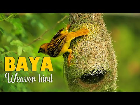 Pletiarka baja (Ploceus philippinus) — spev a hlas v prírode