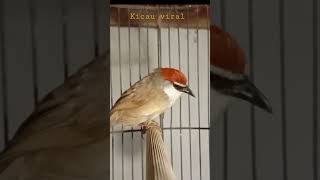 Download lagu Burung kaso kaso gacor mp3