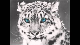 Shearwater - The Snow Leopard  [ lyrics ]