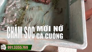 CHIA SẺ CÁCH CHĂM CÀ CUỐNG CON KHI VỪA NỞ