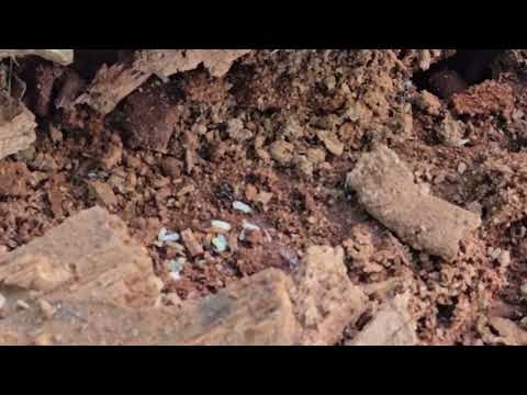 Dead Tree Stump Has Carpenter Ants in It in Bridgewater, NJ