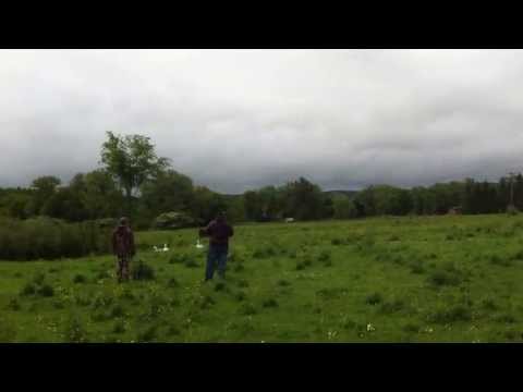 Rusty CKC Junior Hunt Test Day 1 Land B