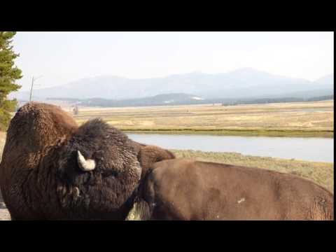 The sounds of Yellowstone! The clicking heard is the Ranger attempting to get them off the road.