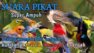 Download lagu SUARA PIKAT SEMUA JENIS BURUNG KECIL SUPER AMPUH  mp3