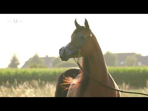 🌹MAGNUM'S FORTUNE KA 🌹 (QR MARC x FS MAGNUM'S MADONNA), 2015 Mare