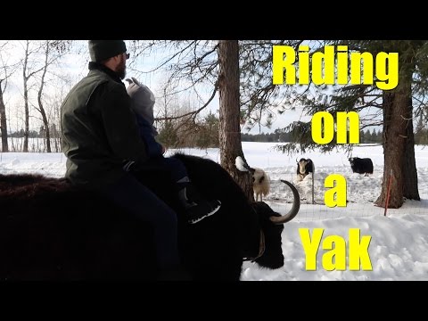 Riding on a Yak Video