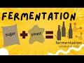 Fermentation explained in 3 minutes - Ethanol and Lactic Acid Fermentation