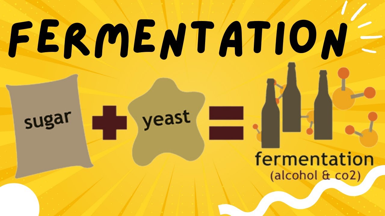 Fermentation explained in 3 minutes - Ethanol and Lactic Acid Fermentation - YouTube