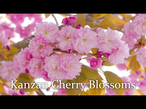 Kanzan Cherry Blossoms (04-14-2020)