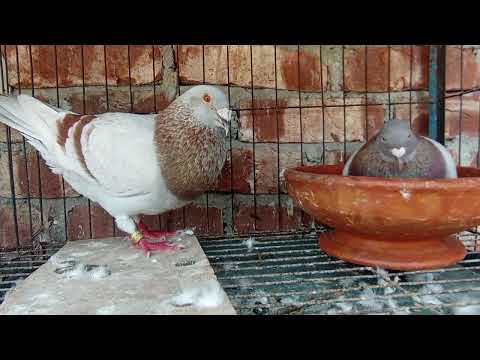 🔴 What's going on?  #pigeon #pigeonlaver #kabootar