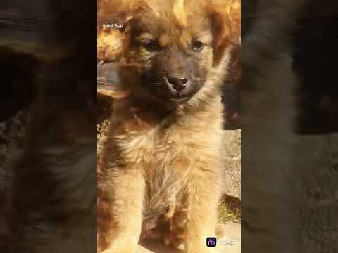 moti bhai 😍😍😍