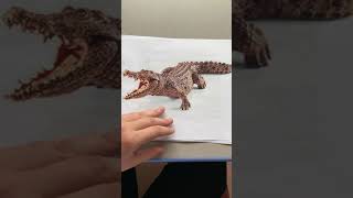 Animals from "La grenouille à grande bouche"