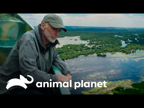 O Esturjão Beluga do Danúbio desapareceu? | Rios Grandiosos com Jeremy Wade | Animal Planet Brasil