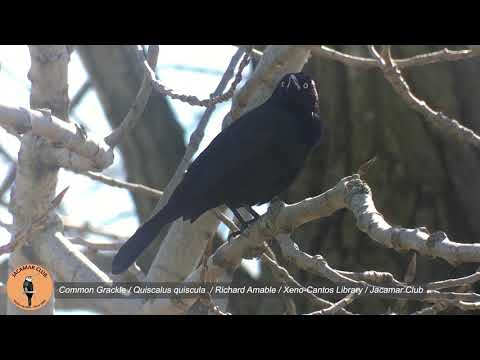 Vlhovec lesklý (Quiscalus quiscula) — správanie, biotop a hlas