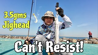 BARRACUDA STRIKES! Using Ultra Light Fishing Set Up
