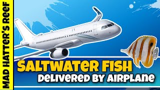 My First Time Getting Saltwater fish Delivered on a Airplane