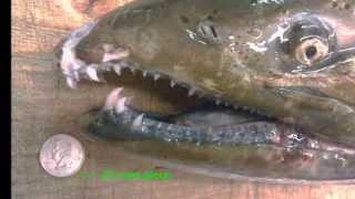 Kaz vs Wild 4 Monster Chinook (King) Salmon