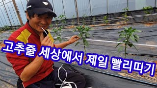 세상에서 고추끈 고추지지대에 제일 빨리 띠는방법~고추끈 고추대,고추지주대 고추농사 고추재배 주말농장,텃밭