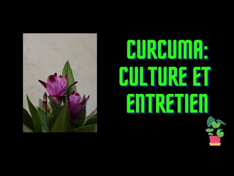 , title : '🌿CURCUMA : culture et entretien'