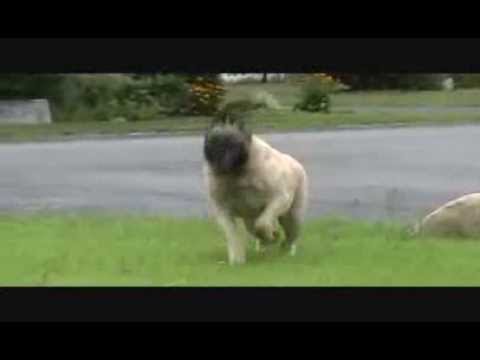 The Biggest Dog Ever.mp4