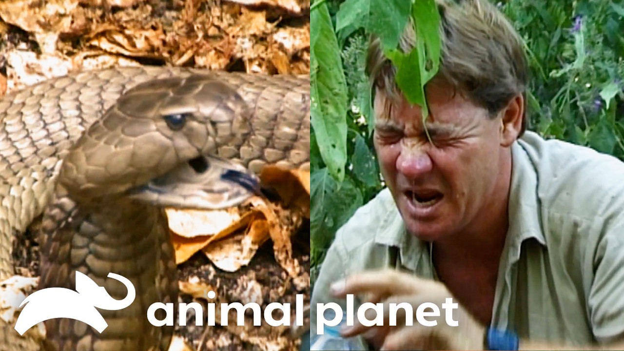 Steve Irwin Gets Eye Full of Cobra VENOM! | The Crocodile Hunter | Animal Planet