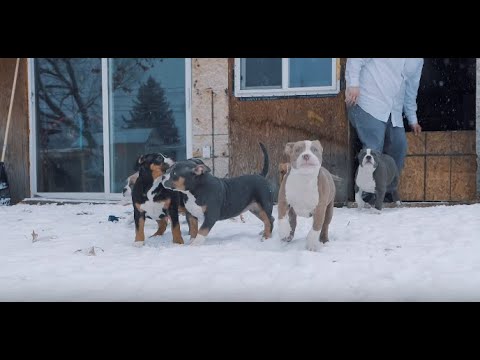 How To Prep For A New Puppy (American Bully)