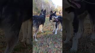 Video preview image #1 Siberian Husky Puppy For Sale in Woodbury, NY, USA
