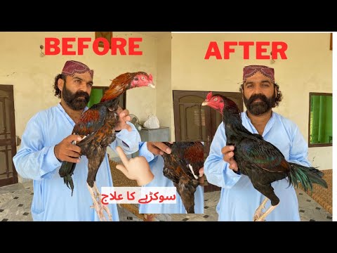 Kamzor Say Kamzor Murgha  Ab Fit Ho Jaye Ga || Sokray Ka 100 Percent Shartiya ilaj