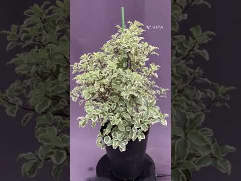 低木ベロニカ、ヘベ 植物