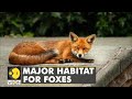 Why is Berlin emerging as habitat for foxes? | Animals | Latest English News | World News | WION