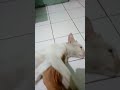 Kucing Suka Dipijat Shorts