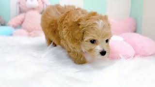 ハーフ犬の動画01