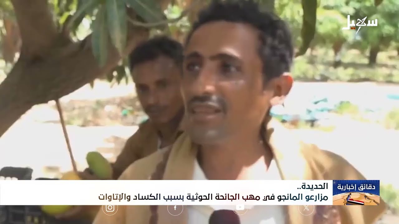 كساد وإتاوات .. مزارعو المانجو في مهب الجائحة الحوثية
