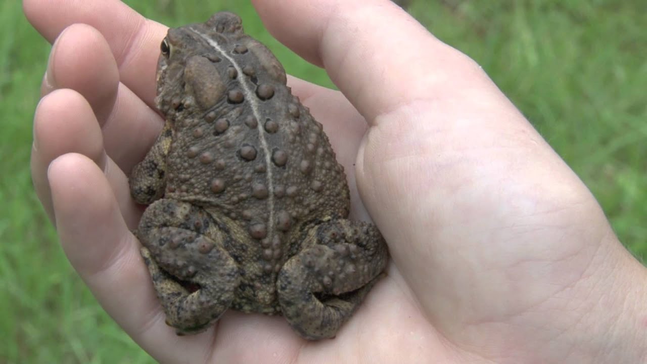 Eastern American Toad call is a long, uninterrupted trill lasting up to 30 seconds. 